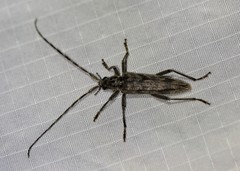 Elytrimitatrix undata