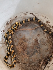 Spilotes pullatus