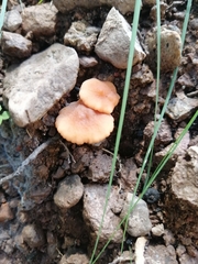Fungi