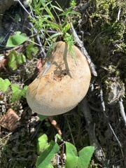 Cortinarius caperatus