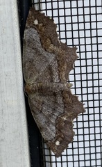 Hypagyrtis