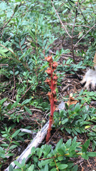 Monotropa hypopitys