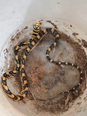 Spilotes pullatus
