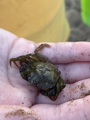 Carcinus maenas