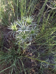 Eryngium heterophyllum