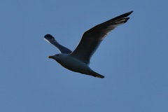 Larus argentatus