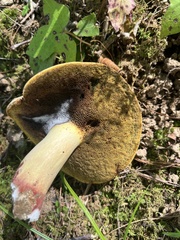 Cortinarius caperatus