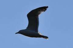 Larus argentatus