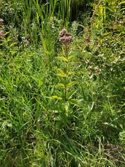 Eutrochium maculatum