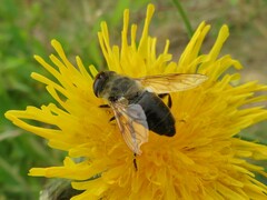 Eristalis tenax