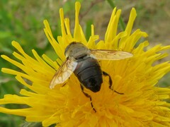 Eristalis tenax
