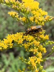 Chauliognathus pensylvanicus