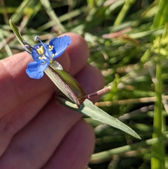 Commelina dianthifolia