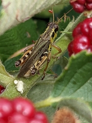 Melanoplus