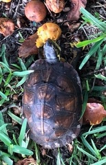Terrapene carolina