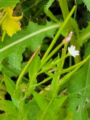 Epilobium ciliatum