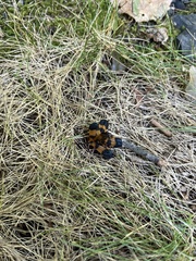 Calopteron