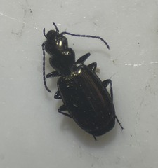 Carabidae