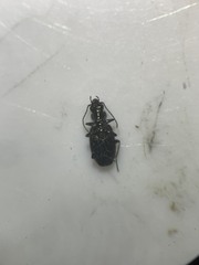 Carabidae
