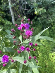Vernonia noveboracensis