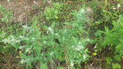 Chenopodium album album