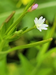 Epilobium ciliatum