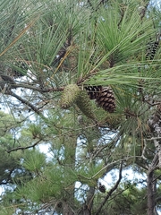 Pinus