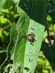 Popillia japonica