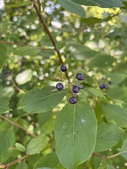 Cornus amomum