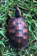 Terrapene carolina