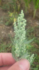 Chenopodium album album