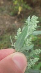 Chenopodium album album