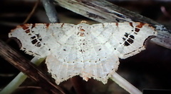 Macaria aemulataria