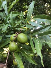 Macadamia integrifolia