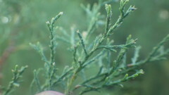 Tamarix arborea