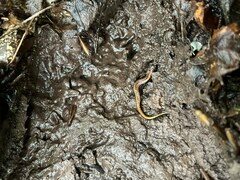 Desmognathus ochrophaeus