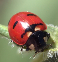 Coccinella transversoguttata