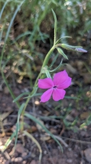 Phlox nana
