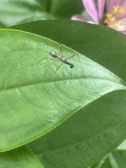 Rainieria
