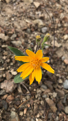 Arnica