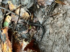 Desmognathus ochrophaeus