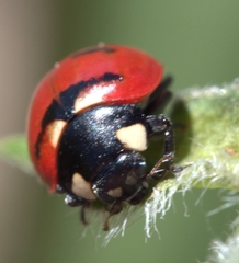 Coccinella transversoguttata