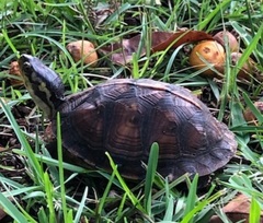 Terrapene carolina