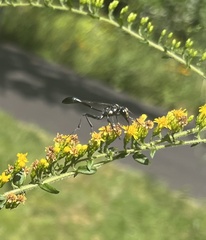 Eremnophila aureonotata