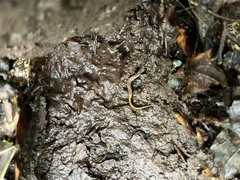 Desmognathus ochrophaeus