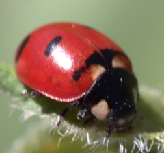 Coccinella transversoguttata