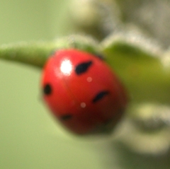 Coccinella transversoguttata