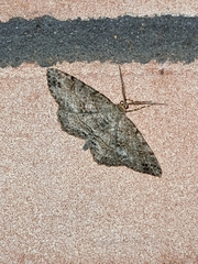 Melanolophia