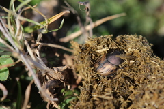 Onthophagus lemur