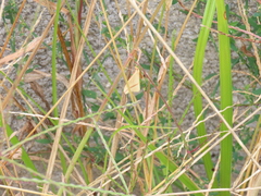 Rhodometra sacraria